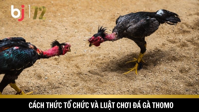 Quy trình tổ chức và luật chơi minh bạch