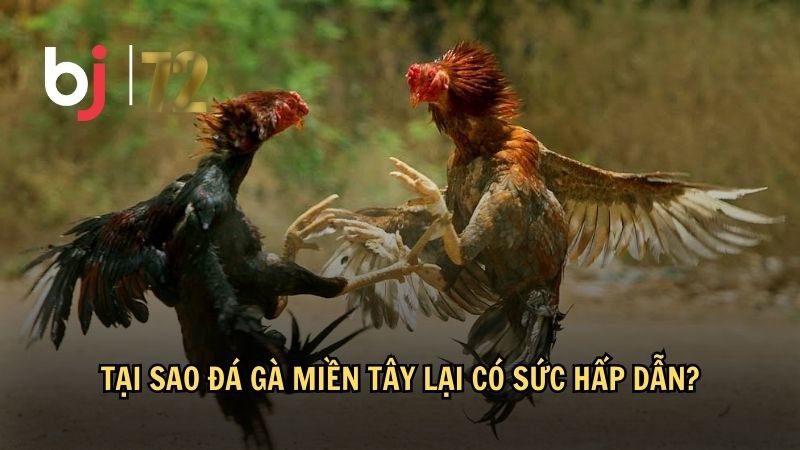 Tại sao đá gà miền Tây lại có sức hấp dẫn?