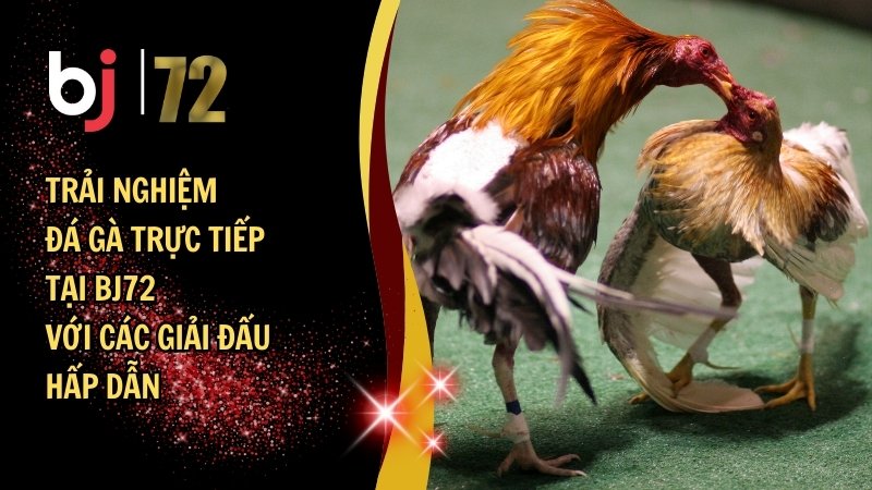 Trải nghiệm đá gà trực tiếp BJ72 với các giải đấu hấp dẫn